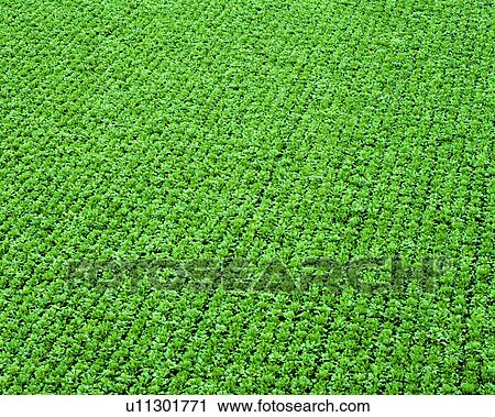 crops, nature, rice field, green View Large Photo Image Stock Image - crops, nature, rice field, green. Fotosearch