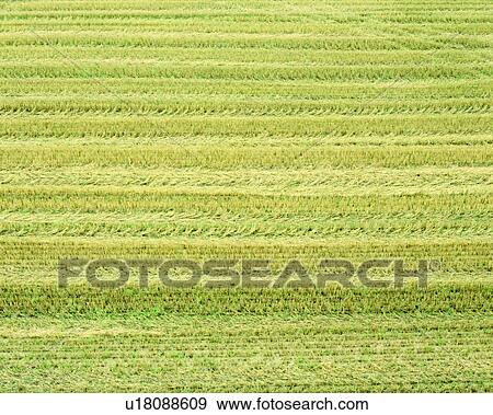 Stock Photo - harvest, crops, golden, rice field, crops. Fotosearch