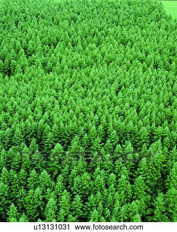 nature, forest, green, woods View Large Photo Image Stock Image - nature, forest, green, woods. Fotosearch