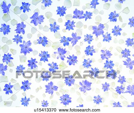 purple, paper, background, texture, flower View Large Photo Image Stock Image - purple, paper, background, texture, flower. Fotosearch