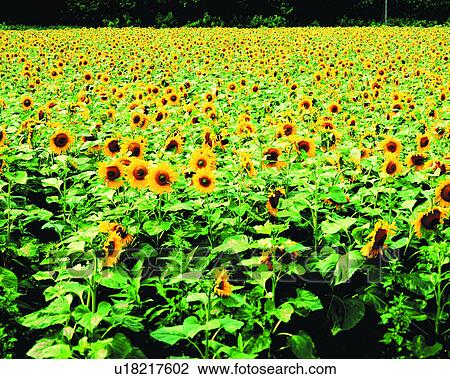 sunflowers, flowers, plants, nature View Large Photo Image Stock Image - sunflowers, flowers, plants, nature. Fotosearch