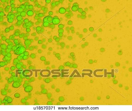 Stock Image - yellow, background, green, paper, texture. Fotosearch