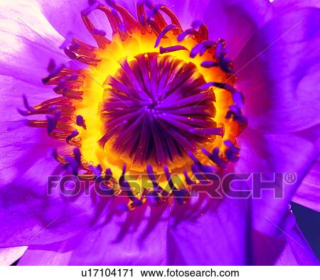 decorative design, flower, grain, vein, texture, pattern View Large Photo Image Stock Image - decorative design, flower, grain, vein, texture, pattern. Fotosearch