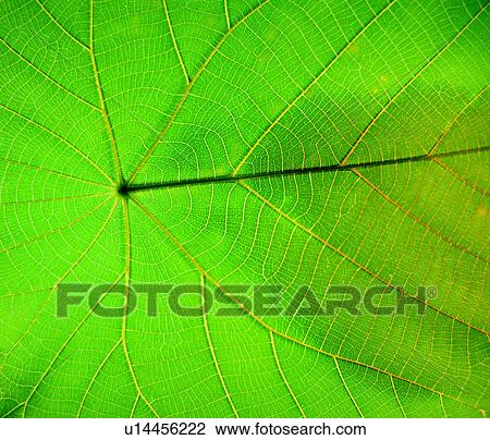 Stock Image - decorative design, plant, texture, leaf, grain, material. Fotosearch