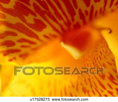 Stock Image - decorative design, vein, grain, vegetation, plant, texture. Fotosearch