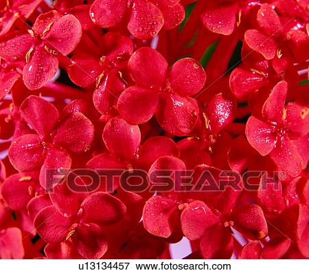 decorative design, vein, texture, pattern, grain, vegetation View Large Photo Image Stock Photo - decorative design, vein, texture, pattern, grain, vegetation. Fotosearch