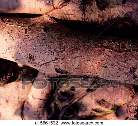 grain, decorative design, lines, wood, texture, timber View Large Photo Image Stock Image - grain, decorative design, lines, wood, texture, timber. Fotosearch