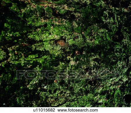 grain, decorative design, texture, vein, wood View Large Photo Image Stock Image - grain, decorative design, texture, vein, wood. Fotosearch