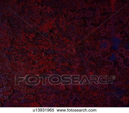 grain, decorative design, vein, texture, iron, metal, material View Large Photo Image Stock Photography - grain, decorative design, vein, texture, iron, metal, material. Fotosearch