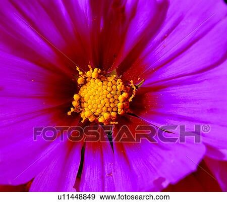 Stock Photo - grain, lines, vegetation, decorative design, vein, flower. Fotosearch