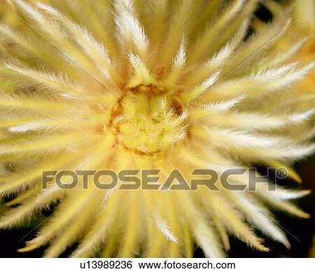 grain, pattern, flower, vein, texture, decorative design View Large Photo Image Stock Photograph - grain, pattern, flower, vein, texture, decorative design. Fotosearch
