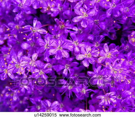Stock Photography - grain, vein, plant, decorative design, lines, material. Fotosearch