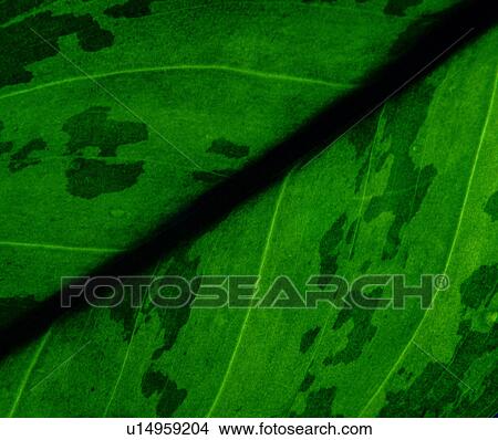 grain, vein, texture, material, decorative design, plant View Large Photo Image Picture - grain, vein, texture, material, decorative design, plant. Fotosearch