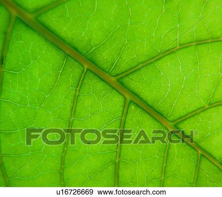 Stock Photo - leaf, pattern, plant, nerve, vein, vein. Fotosearch