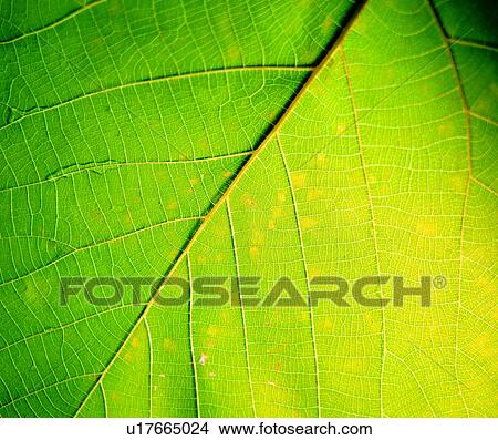 Picture - leaf, vein, material, decorative design, lines, texture. Fotosearch