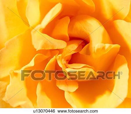 Stock Photograph - lines, vein, pattern, texture, vegetation, flower. Fotosearch