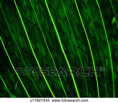 Picture - material, grain, texture, leaf, plant, vein. Fotosearch