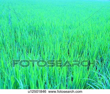 Stock Photograph - material, grass, lines, vegetation, pattern, plant. Fotosearch