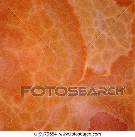 material, stone, grain, vein, decorative design, texture View Large Photo Image Picture - material, stone, grain, vein, decorative design, texture. Fotosearch