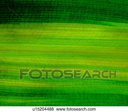 Stock Photo - material, vein, lines, grain, pattern, plant. Fotosearch