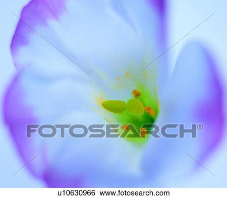 Stock Photograph - pattern, lines, vegetation, decorative design, vein, material. Fotosearch
