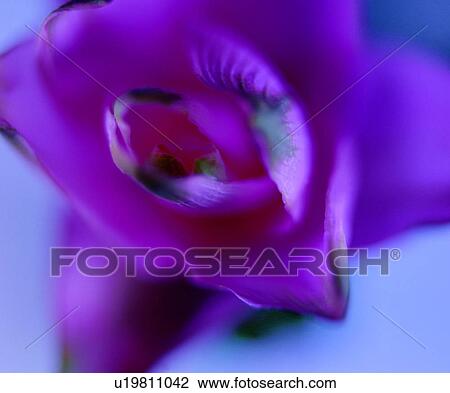 Stock Image - plant, vein, flower, lines, decorative design, vegetation. Fotosearch