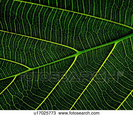 Stock Image - texture, lines, grain, decorative design, vein, pattern, vegetation. Fotosearch