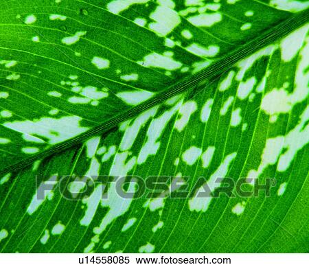 Stock Photography - texture, lines, leaf, material, plant, vein. Fotosearch