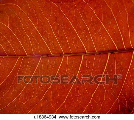 Picture - vein, pattern, material, texture, decorative design, grain. Fotosearch