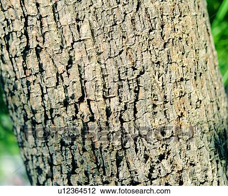 Stock Image - background, brown, wood, wood textures. Fotosearch