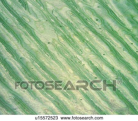 pattern, wood textures, green, yellow, wood, textures View Large Photo Image Stock Image - pattern, wood textures, green, yellow, wood, textures. Fotosearch