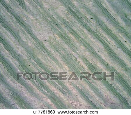Stock Photo - textures, background, wood textures, pattern, wood. Fotosearch
