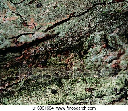 wood, pattern, brown, cortex, wood textures, background, lumber View Large Photo Image Picture - wood, pattern, brown, cortex, wood textures, background, lumber. Fotosearch