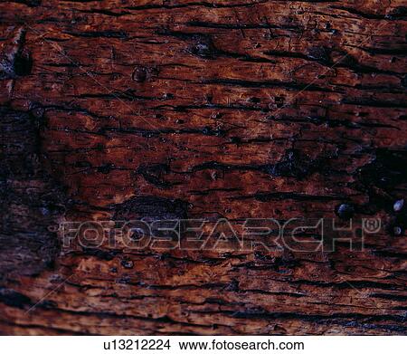 Picture - wood textures, cortex, wood, textures, lumber, timber. Fotosearch