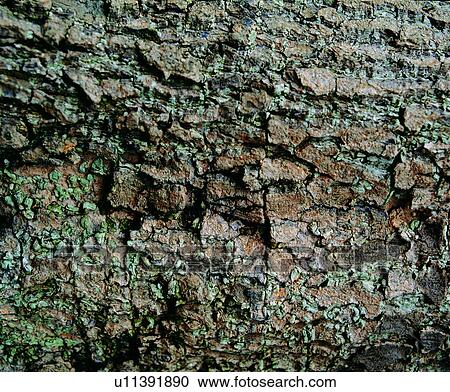 Stock Image - wood textures, lumber, cortex, wood, timber. Fotosearch