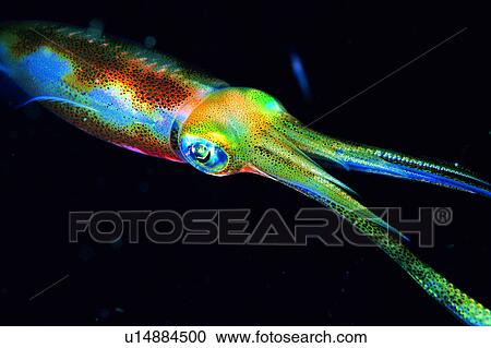 , biology, animal, transparent, ocean, Squid, deep View Large Photo Image Stock Image - , biology, animal, transparent, ocean, Squid, deep. Fotosearch
