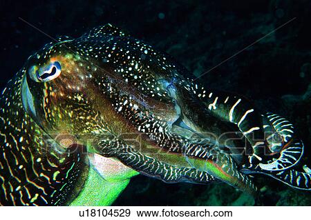 Stock Photo - biology, creature, lives, underwater lives, fish, animal, underwater. Fotosearch