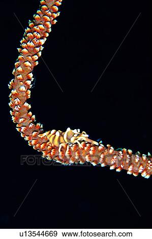biology, fish, deep, underwater lives, water, creature, ocean View Large Photo Image Stock Photo - biology, fish, deep, underwater lives, water, creature, ocean. Fotosearch