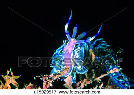 Stock Photo - biology, fish, transparent, animal, water, underwater, deep. Fotosearch