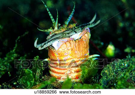 Stock Photograph - , biology, ocean, underwater, creature, warm, animal. Fotosearch