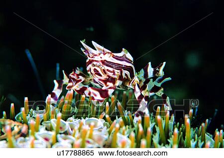 Stock Photography - biology, stripe, creature, deep, lives, animal, ocean. Fotosearch