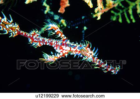 Stock Photo - biology, underwater lives, animal, ocean, lives, sea, creature. Fotosearch
