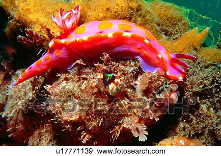 Stock Photo - biology, underwater, underwater lives, animal, lives, Nudibranch, colorful. Fotosearch