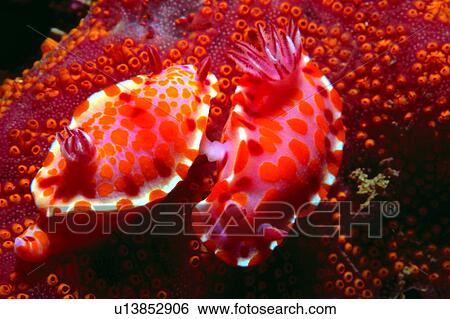 , coral, underwater, fish, biology, deep, animal View Large Photo Image Stock Photograph - , coral, underwater, fish, biology, deep, animal. Fotosearch