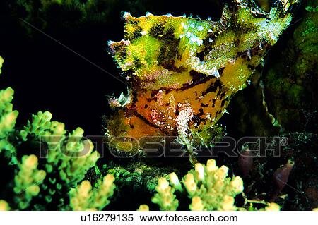 coral, water, creature, lives, underwater lives, ocean, deep View Large Photo Image Stock Photography - coral, water, creature, lives, underwater lives, ocean, deep. Fotosearch