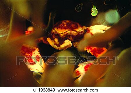 , crab, sea, ocean, fish, biology, deep View Large Photo Image Stock Photo - , crab, sea, ocean, fish, biology, deep. Fotosearch