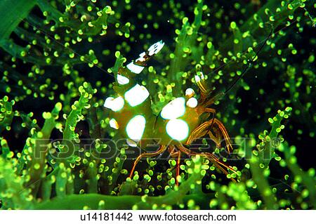 , creature, sea, underwater, deep, animal, shrimp View Large Photo Image Stock Image - , creature, sea, underwater, deep, animal, shrimp. Fotosearch
