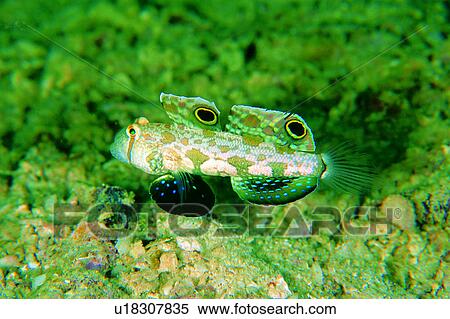 , creature, Twin Spot Goby, animal, biology, ocean, underwater lives View Large Photo Image Stock Photography - , creature, Twin Spot Goby, animal, biology, ocean, underwater lives. Fotosearch