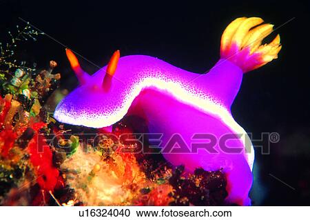 Stock Image - creature, water, lives, underwater lives, deep, biology, animal. Fotosearch