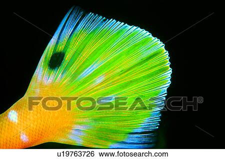 creature, yellow, Wrasse Tail, underwater lives, lives, water, underwater View Large Photo Image Stock Photograph - creature, yellow, Wrasse Tail, underwater lives, lives, water, underwater. Fotosearch